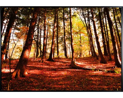 Obrázek produktu pro Obraz v rámu Shadow Scenerie 59 x 84 cm