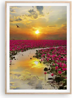 Produktbild von Gerahmtes Poster - Rahmen in heller Eiche - See Blumen - 70x100 cm - Wand Bild - Wanddeko - Wandbilder - Kunstposter - Wandposter - Bilderrahmen - Bilder - Kunstdruck - Wandbild - P2NPA70x100-3769