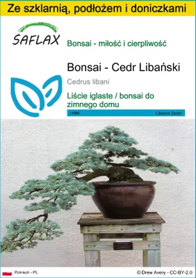 Zdjęcie produktu dla SAFLAX - Zestaw do uprawy - Bonsai - Cedr Libański - 20 Nasiona - Z mini szklarnią, podłożem uprawowym i 2 doniczkami - Cedrus libani