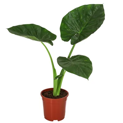 Produktbild von Dehner Pfeilblatt, Alocasia macrorrhiza, markantes Blattwerk, ca. 50 cm, Ø Topf 17 cm, Zimmerpflanze