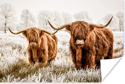 Produktbild von MuchoWow® Poster Schottischer Hochländer - Kuh - Tiere - Natur - Heidekraut 180x120 cm - Fotoplakat