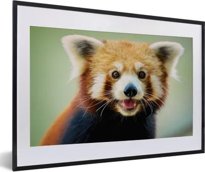Produktbild von MuchoWow® Gerahmtes Poster Roter Panda - Orange - Schwarz 60x40 cm - Poster mit Schwarzem Bilderrahmen Wandposter Rahmen Foto Bilder - Schlafzimmer - Plakat in Rahmen - Drucken