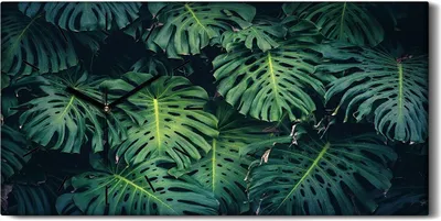 Produktbild von Wandkunst Leinwand Bild Uhr Geräuschlos Kunstdruck 60x30 Blumen Monstera Blatt - schwarze Hände