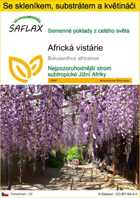 Obrázek produktu pro SAFLAX Kultivační sada - Africká vistárie - Bolusanthus africanus - 15 Semena - S mini skleníkem, pěstebním substrátem a 2 květináči