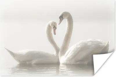 Produktbild von MuchoWow® Poster Schwäne - Wasser - Freunde 180x120 cm - Fotoplakat