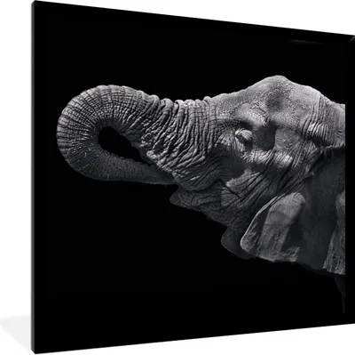 Produktbild von MuchoWow® Gerahmtes Poster Elefant mit Rüssel im Mund in schwarz-weiß 40x40 cm - Poster mit Schwarzem Bilderrahmen Wandposter Rahmen Foto Bilder - Mit Rahmen - Wanddekoration Schlafzimmer