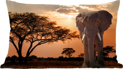 Produktbild von MuchoWow® Zierkissen Sofakissen Wohnzimmer Dekokissen 50x30 cm Elefant - Baum - Afrika - Wohnzimmerdekoration - Polster mit Photo