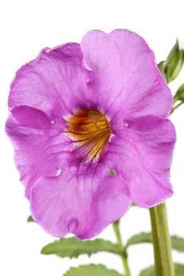 Produktbild von Incarvillea delavayi, Rosentrichterwinde, rosa Blüten, ca. 11x11 cm Topf