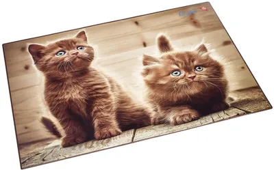 Immagine prodotto di Runner 46650 Blocco per la scrittura con motivo a gattino