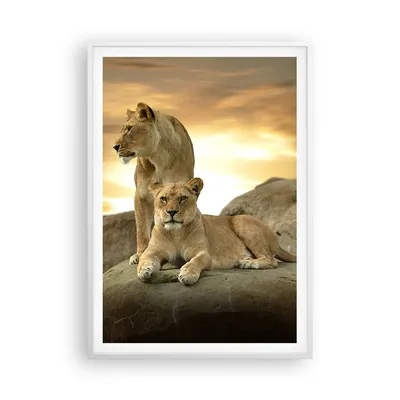 Produktbild von Gerahmtes Poster - Weißer Rahmen - Löwen Sonnenuntergang Felsen Krallen - 70x100 cm - Wand Bild - Wanddeko - Wandbilder - Wandposter - Bilderrahmen - Bilder - Kunstdruck - Wandbild - P2WPA70x100-2958