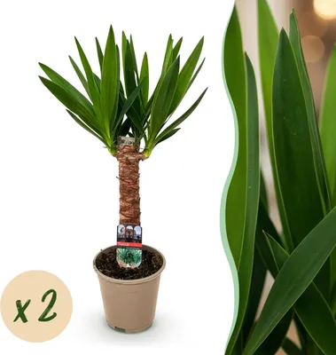 Immagine prodotto di Yucca elephantipes - Yucca - Bassa manutenzione - Verde - 2 piante - 45-55cm - Ø14cm - Pianta d'appartamento - Sempreverde