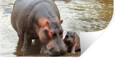 Produktbild von MuchoWow® Wandtattoo Wandsticker Wandaufkleber Tiere - Nilpferde - Baby 80x40 cm Selbstklebend und Repositionierbar - Aufkleber
