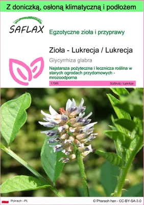Zdjęcie produktu dla SAFLAX - Garden to go - Zioła - Lukrecja / Lukrecja - 30 Nasiona - Z doniczką, pokrywą klimatyczną i podłożem do uprawy - Glycyrrhiza glabra