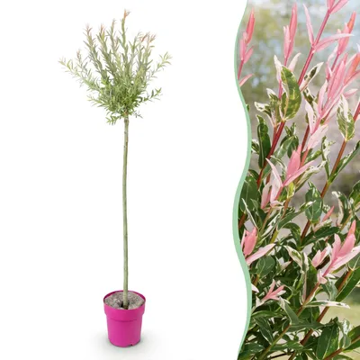 Image de Salix Flamingo - Ø23cm - ↕140-160cm
