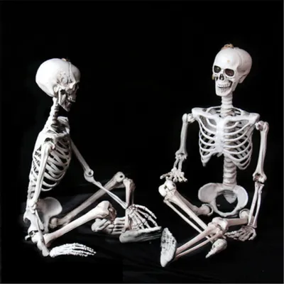 Produktbild von 2 STK 90cm Halloween-Skelett Halloween Lebensgroß Beweglich Lehrmodell Anatomie Deko-Party-Requisite