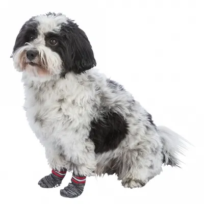 Obrázok produktu pre Trixie Hundesocken - Grau - XL