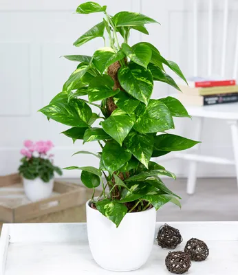 Produktbild von BALDUR Garten Efeutute am Moosstab,1 Pflanze,Epipremnum,immergrüne Zimmerpflanze, pflegeleicht und unkompliziert,luftreinigende Kletterpflanze,herzförmige, marmorierte Blätter,für Wohnräume und Büro