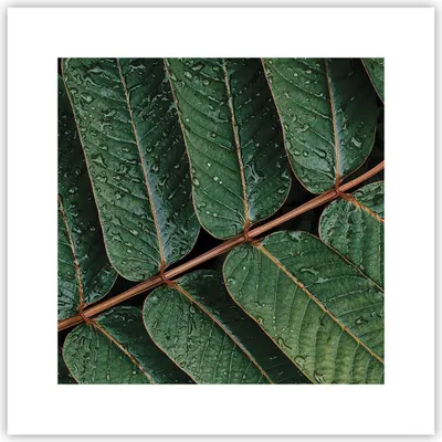 Produktbild von Poster - Poster ohne Rahmen - Tropfen Wasser Blätter - 30x30 cm - Wand Bild - Wanddeko - Wandbilder - Kunstposter - Wandposter - Bilder - Kunstdruck - Wanddekoration - Wandbild - P2XAC30x30-4328