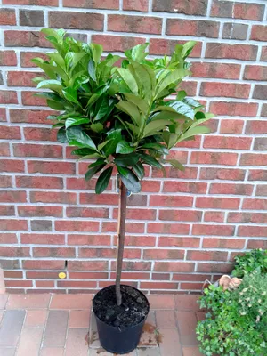 A potted tree stands in front of a brick wall.