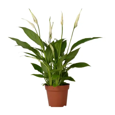 Produktbild von Hello Plants Spathiphyllum Löffelpflanze - Ø 12 cm Topf - Höhe: 45 cm