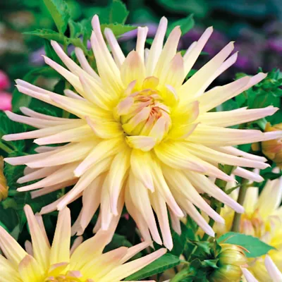 Produktbild von Dahlie Dahlienpflanzen Garten und Töpfe Knollen Kaktus-Dahlie Shooting Star 1 St
