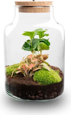 Produktbild von Flaschengarten - Little Milky + Lampe - Ökosystem mit Pflanzen im Glas - ↑ 25 cm