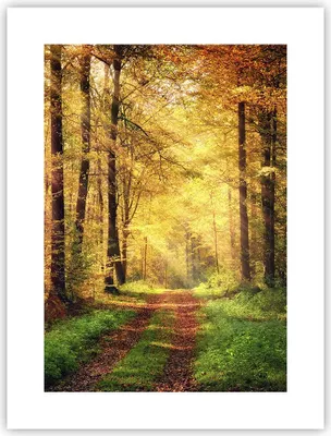 Produktbild von Poster - Poster ohne Rahmen - Wald Baum Natur - 30x40 cm - Wand Bild - Wanddeko - Wandbilder - Kunstposter - Wandposter - Bilder - Kunstdruck - Wanddekoration - Wandbild - P2XPA30x40-3718