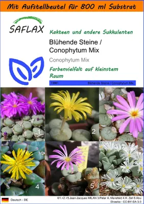 Produktbild von SAFLAX Garden in the bag - Blühende Steine / Conophytum Mix - Conophytum Mix - 40 Samen - Mit Anzuchtsubstrat im praktischen, selbst aufstellenden Beutel