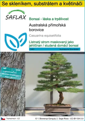 Obrázek produktu pro SAFLAX Kultivační sada - Australská přímořská borovice - Casuarina equisetifolia - 200 Semena - S mini skleníkem, pěstebním substrátem a 2 květináči