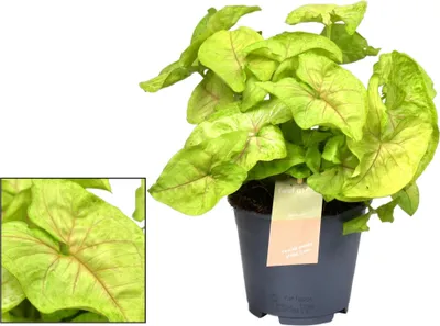 Produktbild von Syngonium Golden Feel Green Ø14cm Pfeilblatt Zimmerpflanze 30cm Pflegeleicht