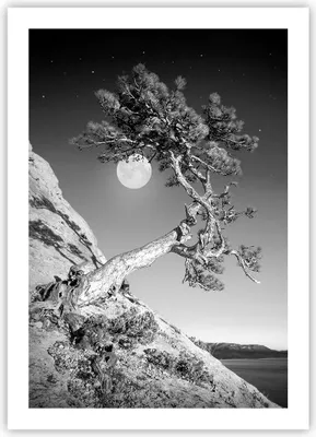 Produktbild von Poster - Poster ohne Rahmen - Voll der Mond Baum - 50x70 cm - Wand Bild - Wanddeko - Wandbilder - Kunstposter - Wandposter - Bilder - Kunstdruck - Wanddekoration - Wandbild - P2XPA50x70-4689
