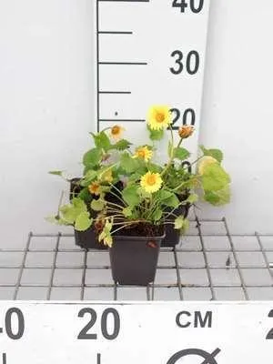 Obrázok produktu pre 6 x Orientálne Doronicum - Doronicum - Topf 9 x 9 cm