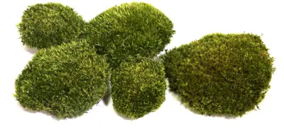 Produktbild von Natur Hügelmoos waldgrün 35 x 25 cm, reines Naturprodukt zur Dekoration