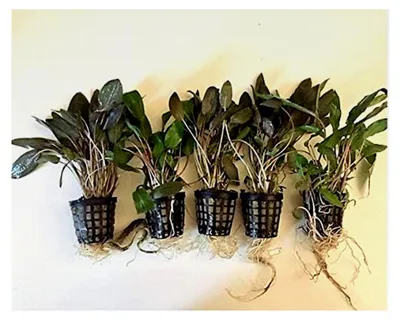 Produktbild von 10 Töpfe Cryptocoryne Wasserkelche Aquarienpflanzen