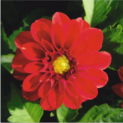 Produktbild von ARTland Wandbild Alu für Innen & Outdoor Rote Dahlienblüte Größe: 50x50 cm