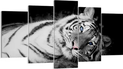Produktbild von Bild auf Leinwand - Leinwandbild - 5 Teile - Weiß Tiger Schwarz und Weiß - 160x85cm - Wand Bild - Wanddeko - Wandbilder - Leinwanddruck - Bilder - Wanddekoration - Leinwand bilder - EA160x85-4247
