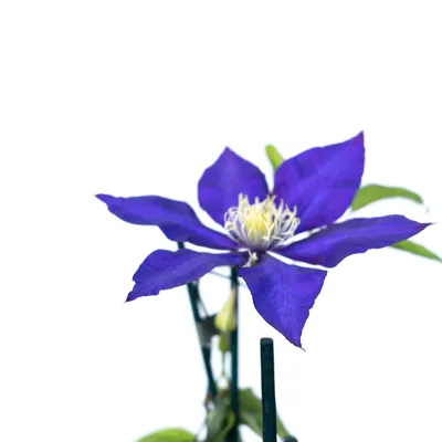 A close-up of a purple clematis flower against a white background.