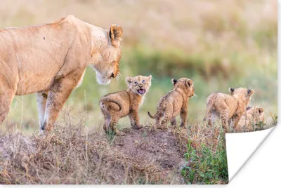 Produktbild von MuchoWow® Poster Löwe - Baby - Wild 120x80 cm - Bilder