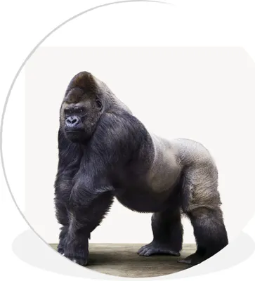 Produktbild von MuchoWow® Rundes Wandbild - Runde Bilder Tier - Gorilla - Affe Ø 90 cm Kreis Wanddekoration Kunststoff - Wandkreis - Wandschmuck - Wand-Kreis - Wohnzimmer - Bild - Runde - Wanddeko - Dibond - Kunstdrucke