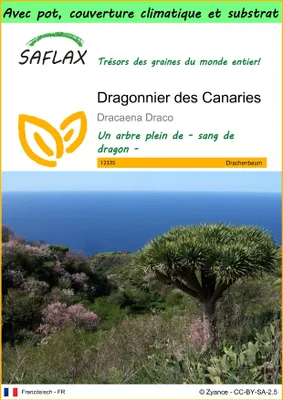Image de SAFLAX Garden to go - Dragonnier des Canaries - 5 graines - Dracaena