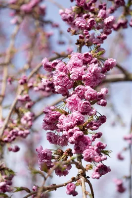 Produktbild von Prunus serrulata 'Kiku-shidare-zakura', Hängende Kirsche, rosa, 60–100 cm