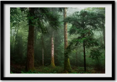 Produktbild von Bild - Bilderrahmen - 100 cm x 70 cm - MDF - Rahmen - Foto - Wandkunst Nebel im Wald