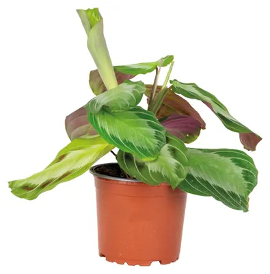 Image de Bloomique - Maranta Silverband - Plante priante - Plante suspendue - Dépolluante - Sans danger pour les animaux - Hauteur 10-20 cm - Pot 12 cm