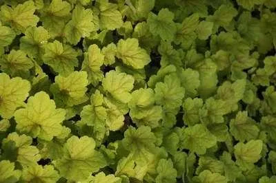 Immagine prodotto di 6 x Heuchera hybr. 'Electra' - Campanula viola - vaso 9 x 9 cm