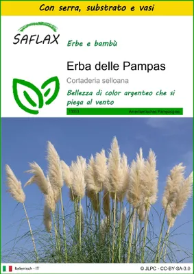 Immagine prodotto di SAFLAX Insieme di coltivazione - Erba delle Pampas - 200 semi - Cortaderia