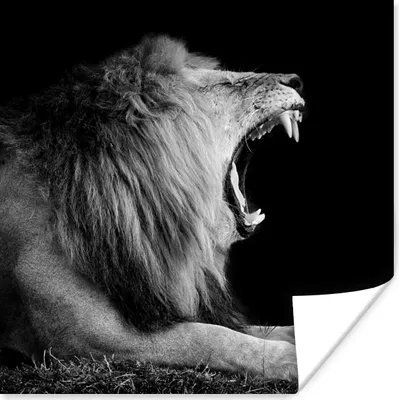 Produktbild von MuchoWow® Poster Löwe - Schwarz - Weiß - Tier 50x50 cm - Wohnzimmerdekoration