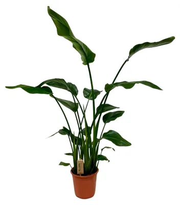 Produktbild von Strelitzia Nicolai - 110-120cm - Ø21cm - Zimmerpflanze - Immergrün