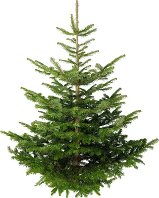 Produktbild von Echter Premium Weihnachtsbaum 150-175 cm Nordmanntanne frisch geschlagen 1. Wahl