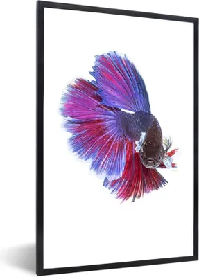Produktbild von MuchoWow® Gerahmtes Poster Fische - Meerestiere - Schwanz 20x30 cm - Poster mit Schwarzem Bilderrahmen Wandposter Rahmen Foto Bilder - Drucken - Bilder Poster im Rahmen