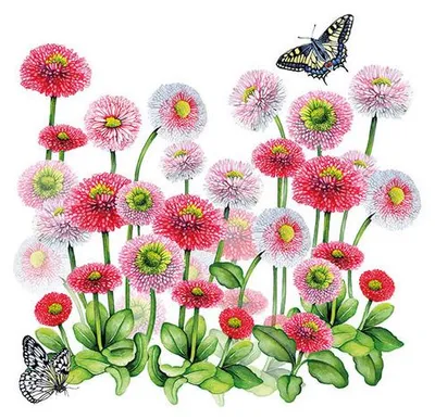 Produktbild von 20 Servietten Bellis - Schmetterlinge an Gartenblumen 33x33cm